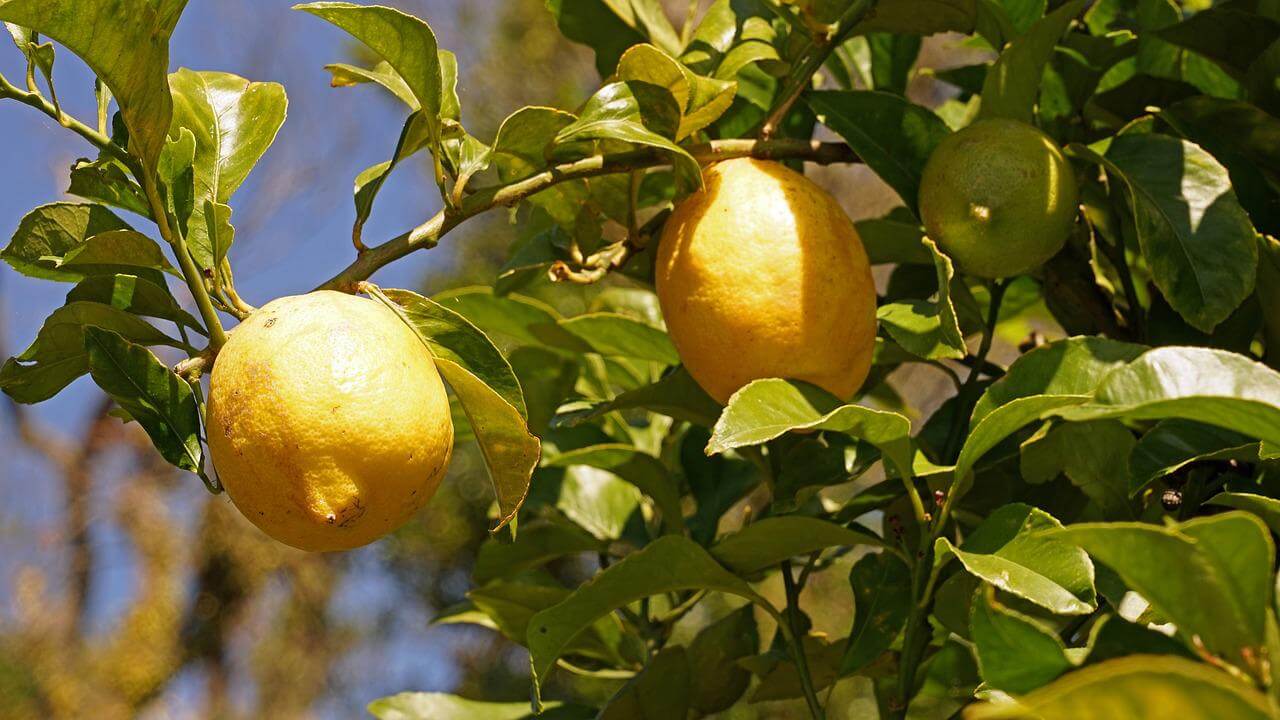 Comment soigner un citronnier en pot ?